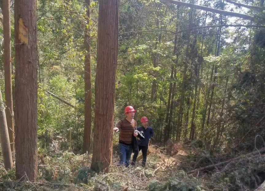 “兩節”前夕，“綠盾”行動——福建金森嚴格把關林木采伐施工