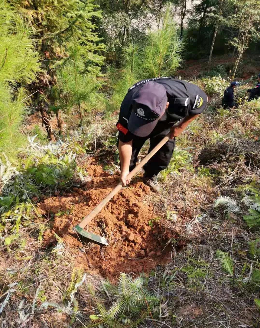 干好每一天|青山掛白我復綠,無私奉獻金森人——資源保護部義務突擊隊工作記實 干好每一天|青山掛白我復綠,無私奉獻金森人——資源保護部義務突擊隊工作記實