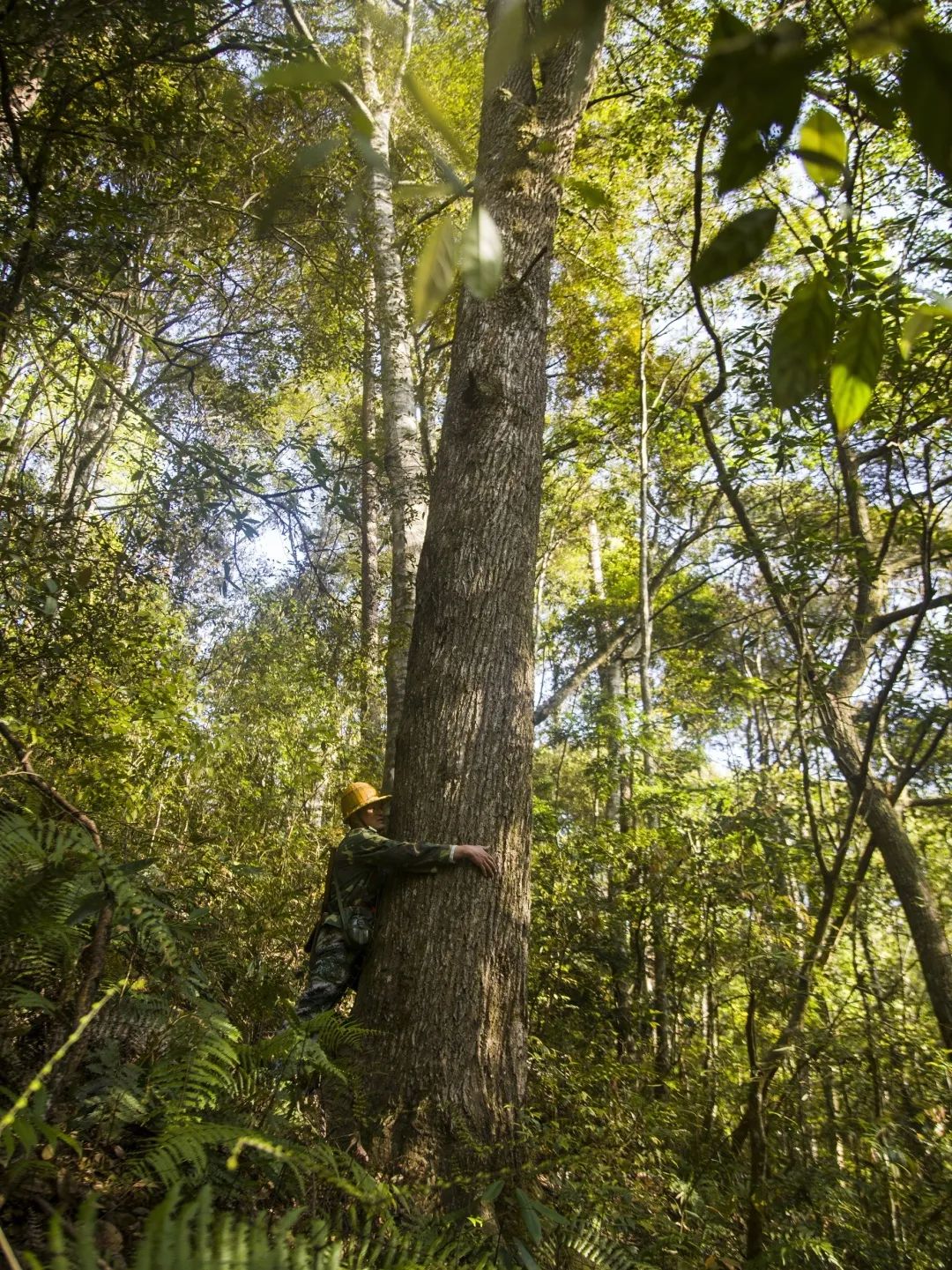 【金森榜樣】護林員邱玉祥的一天:想一輩子與青山相伴 【金森榜樣】護林員邱玉祥的一天:想一輩子與青山相伴